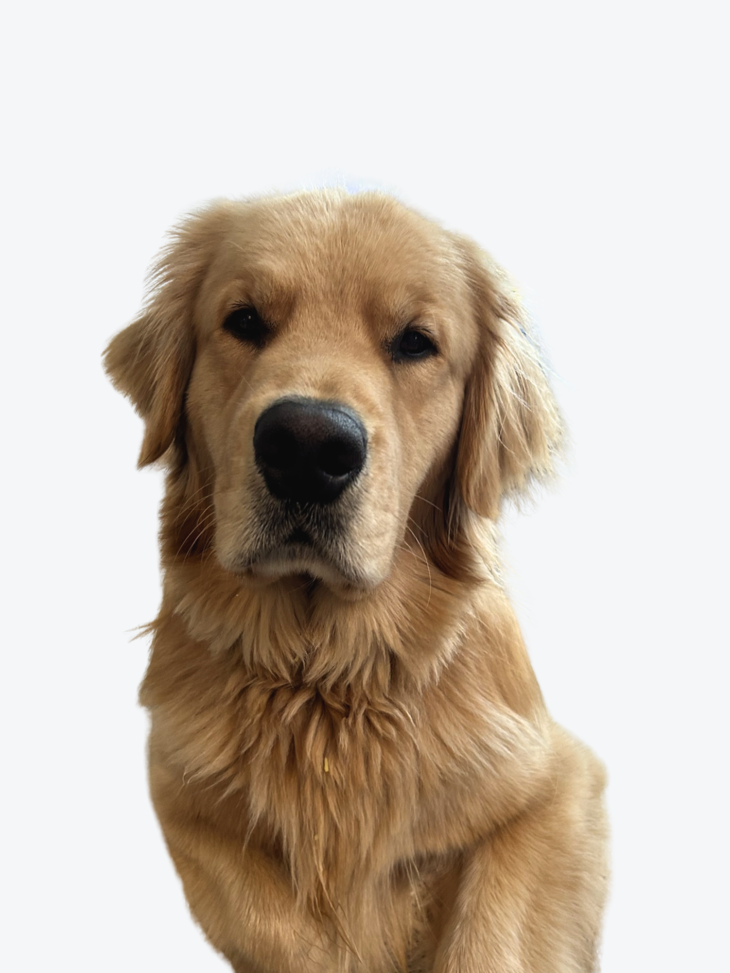 Reggie, Chief Happiness Officer at McKenney Home Lending